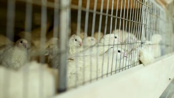 Felnőtt fehér fürj egy madárházban, amely egy baromfitartó gazdaságban eszik ételt és ivóvizet — Stock videók