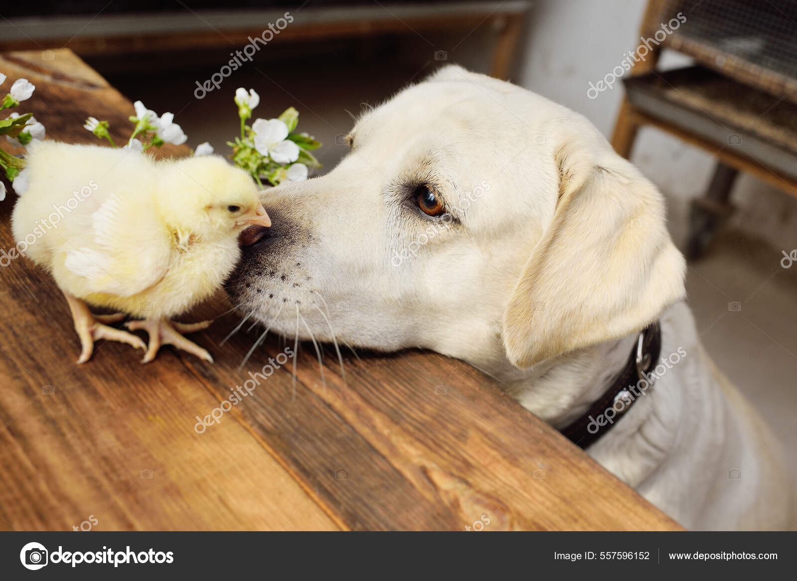 Dog labrador retriever looks with interest and sniffs a chicken chick on a wooden table against the background of a flowering branch. Stock Photo Kalinovskiy 557596152