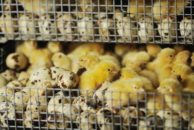 Tavuk çiftliğinde kuluçka makinesinde tavuk ve bıldırcın kuluçkaya yatmış..