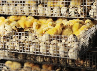 Yeni doğan bıldırcın yavruları kuluçka makinesine sarılır.