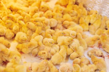 Tavuk çiftliğinde kuluçka makinesinde tavuk ve bıldırcın kuluçkaya yatmış..