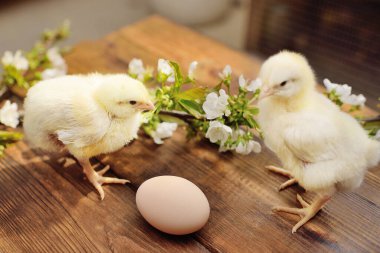 Bir yumurta ve çiçek açan bir elma dalına karşı ahşap bir masanın üzerinde iki sevimli tavuk..