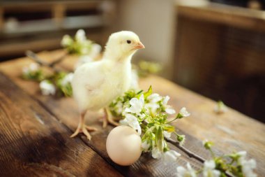 Tahta bir masanın üzerinde, yumurta ve elma ağacının filizlenen dalına karşı küçük, şirin bir tavuk..