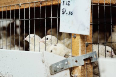 Yetişkin beyaz bıldırcın bir tavuk çiftliğinde yemek yiyor ve su içiyor.