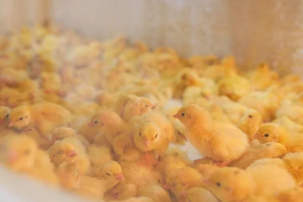 Csirkék és fürjek keltetése baromfitartó gazdaságban inkubátorban. — Stock Fotó
