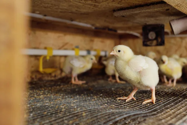 Pollos de engorde en el aviario en el contexto de los equipos para beber y alimentar. —  Fotos de Stock