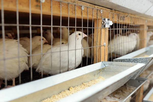 Codorniz blanca adulta en un aviario comiendo alimentos y agua potable en una granja avícola —  Fotos de Stock