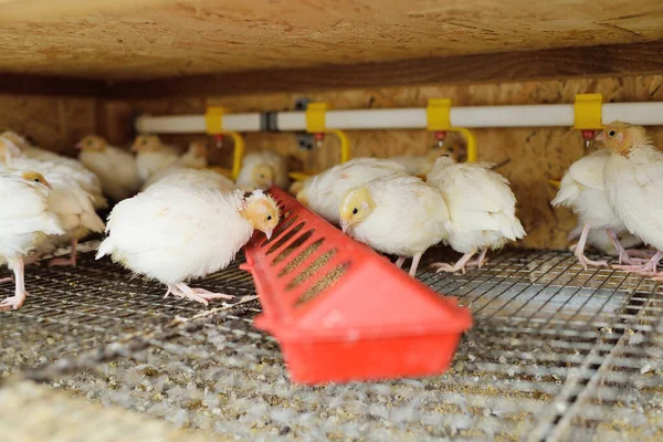 Codorniz blanca adulta en un aviario comiendo alimentos y agua potable en una granja avícola —  Fotos de Stock