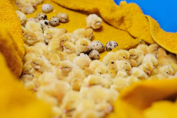 Μικρά κίτρινα ορτύκια Οι νεοσσοί κλείνουν σε κίτρινο φόντο και σε φόντο αυγών ορτυκιού σε πτηνοτροφείο. — Φωτογραφία Αρχείου