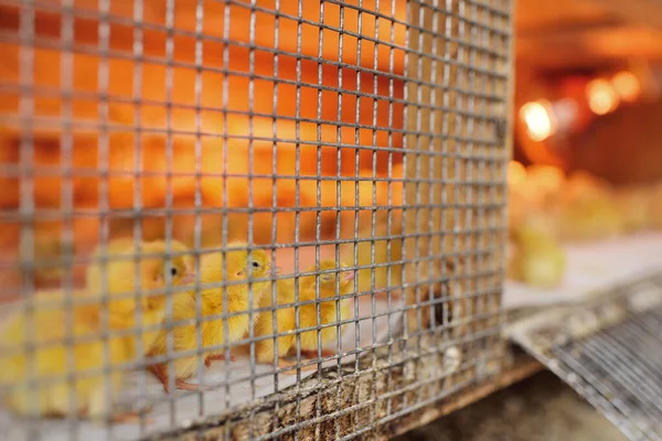 Pollos pequeños o codornices están bebiendo agua de una regadera en una granja avícola —  Fotos de Stock