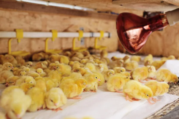 A kis csirkék vagy fürjek egy baromfitartó gazdaságban lévő öntözőkannából isznak vizet — Stock Fotó