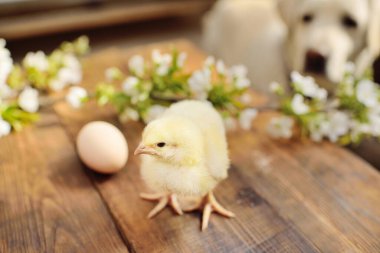 Köpek Labrador Retriever ilgi ile bakar ve bir tavuk civcivi koklar ahşap bir masanın arka planında çiçeklenme dalına karşı.