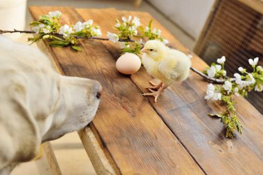 Labrador köpeği, iki küçük tavuğu ahşap bir masada, kiraz çiçekli bir dalın arka planına karşı izler..