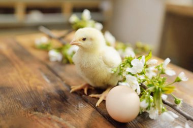 Tahta bir masanın üzerinde, yumurta ve elma ağacının filizlenen dalına karşı küçük, şirin bir tavuk..