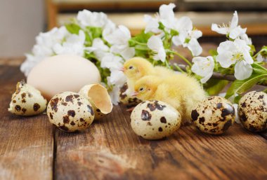 Tahta arka planda küçük sarı tavuklar ve arka planda tavuk ve bıldırcın yumurtaları ve beyaz kiraz çiçekleriyle çiçek açan bir dal..