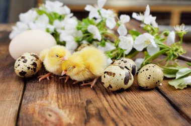 Tahta arka planda küçük sarı tavuklar ve arka planda tavuk ve bıldırcın yumurtaları ve beyaz kiraz çiçekleriyle çiçek açan bir dal..