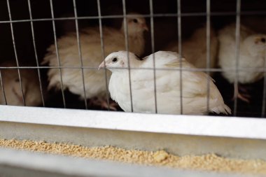 Yetişkin beyaz bıldırcın bir tavuk çiftliğinde yemek yiyor ve su içiyor.