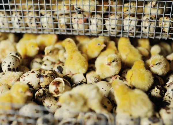 Újszülött kikelt fürjfiókák inkubátorban — Stock Fotó