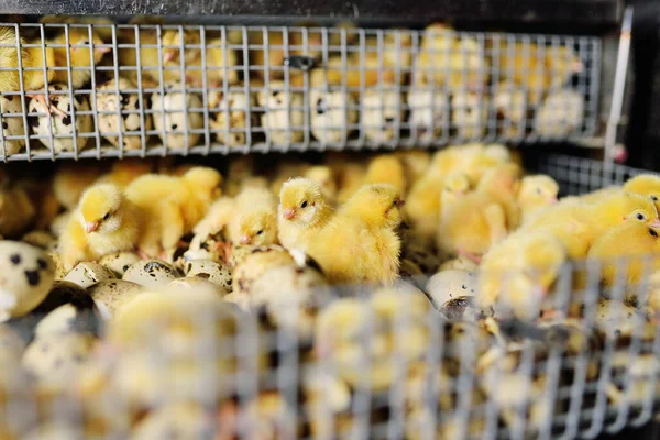 Новорожденные перепелки цыплята закрываются в инкубаторе — стоковое фото
