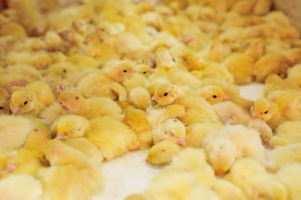 Csirkék és fürjek keltetése baromfitartó gazdaságban inkubátorban. — Stock Fotó