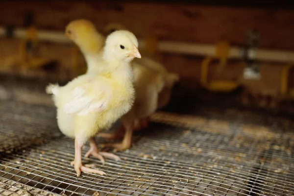 Pollos de engorde en el aviario en el contexto de los equipos para beber y alimentar. —  Fotos de Stock