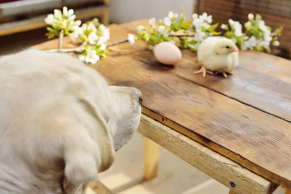 Cane labrador retriever guarda con interesse e annusa un pulcino di pollo su un tavolo di legno sullo sfondo di un ramo fiorito. — Foto Stock