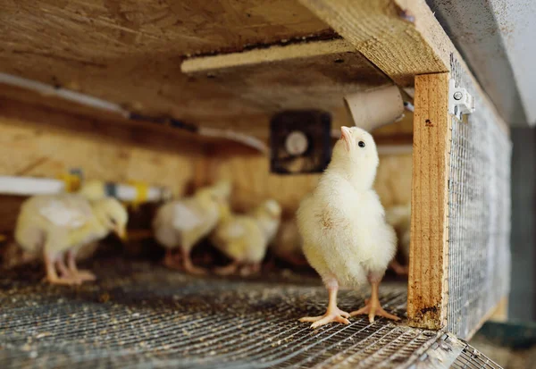 Slaktkycklingar i aviär miljö mot bakgrund av utrustning för dricksvatten och utfodring. — Stockfoto