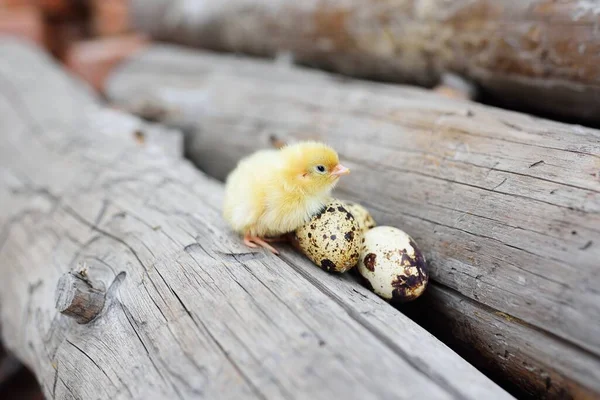 Μικρό χαριτωμένο κοτόπουλο σε ένα κούτσουρο με φόντο τα αυγά ορτυκιού. — Φωτογραφία Αρχείου