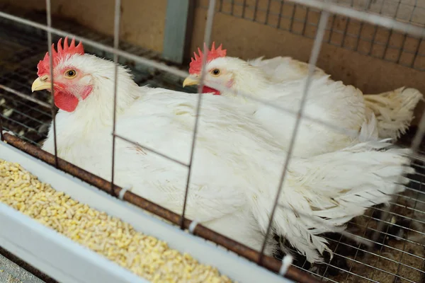 Pollos de engorde comen alimentos de cerca en una granja avícola. —  Fotos de Stock