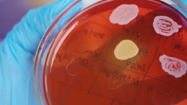 Primer plano de una placa de Petri con colonias de bacterias en manos de un investigador. — Vídeos de Stock