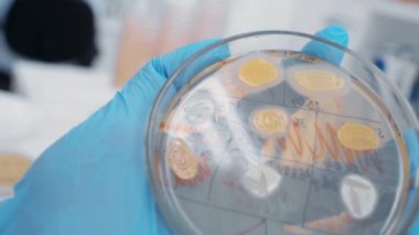 Araştırmacı bir Petri kabını besin katmanı ile doldurur ve mikroorganizma kolonileri oluşturur. Bakteriyolojik laboratuvar, bakteri analizi, yakın plan.