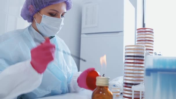 Wetenschapper of werknemer in een bacteriologisch laboratorium maakt tests en analyseert tegen de achtergrond van vele petrischaaltjes. — Stockvideo