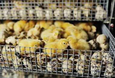 Yeni doğan bıldırcın yavruları kuluçka makinesine sarılır.