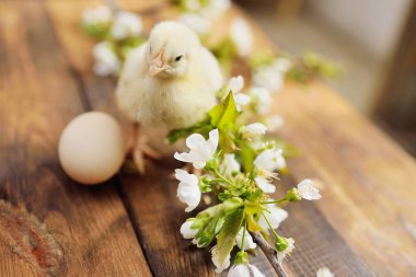 Tahta bir masanın üzerinde, yumurta ve elma ağacının filizlenen dalına karşı küçük, şirin bir tavuk..