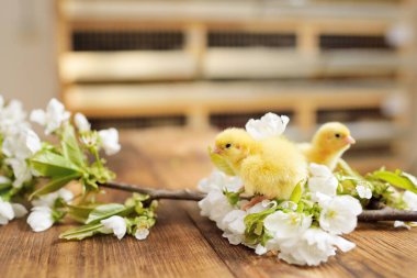 Ağaç bir arka planda, çiçek açan bir dala karşı iki küçük tatlı tavuk..