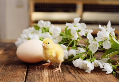 Tahta bir masanın üzerinde, yumurta ve elma ağacının filizlenen dalına karşı küçük, şirin bir tavuk..