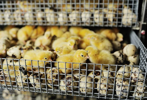 Újszülött kikelt fürjfiókák inkubátorban — Stock Fotó