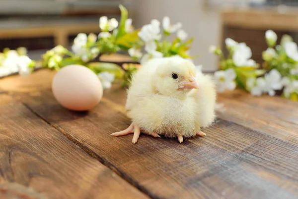Tahta bir masanın üzerinde, yumurta ve elma ağacının filizlenen dalına karşı küçük, şirin bir tavuk..