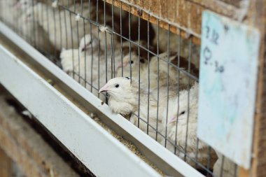 Yetişkin beyaz bıldırcın bir tavuk çiftliğinde yemek yiyor ve su içiyor.