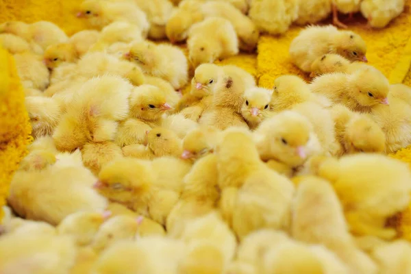 Маленький желтый перепелка Цыплята крупным планом на желтом фоне и на фоне перепелиных яиц на птицеферме . — стоковое фото