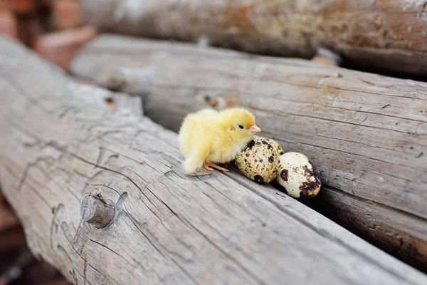Маленький милый цыпленок на бревне на фоне перепелиных яиц. — стоковое фото