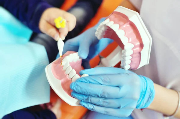 Стоматолог показывает ребенку структуру челюсти и рассказывает, как он заботится о здоровье зубов. Детская стоматология — стоковое фото