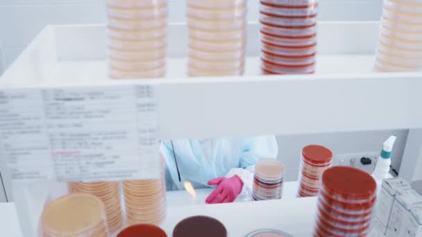 Wetenschapper of werknemer in een bacteriologisch laboratorium maakt tests en analyseert tegen de achtergrond van vele petrischaaltjes. — Stockvideo