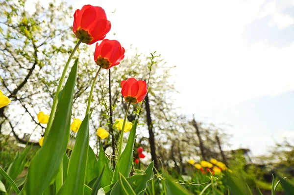 Close-up bottom view of beautiful red tulips against the background of greenery — Foto de Stock