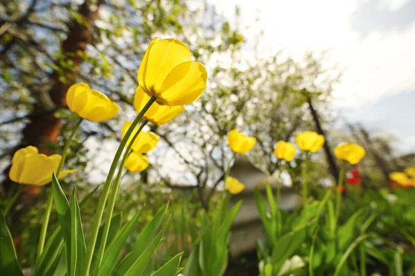 Bottom view close-up of yellow tulips against the background of trees — Foto de Stock