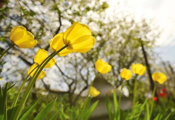 Bottom view close-up of yellow tulips against the background of trees — Foto de Stock
