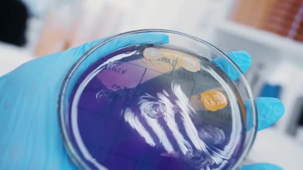 Ένας Ερευνητής Γεμίζει Ένα Τρυβλίο Petri Ένα Στρώμα Θρεπτικού Μέσου — Αρχείο Βίντεο