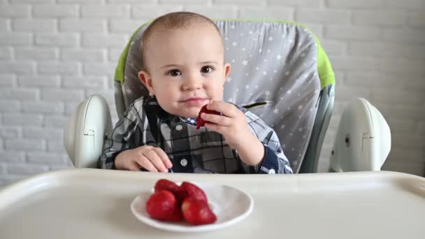 Baby boy sitting on a baby highchair eating strawberries — ストック動画
