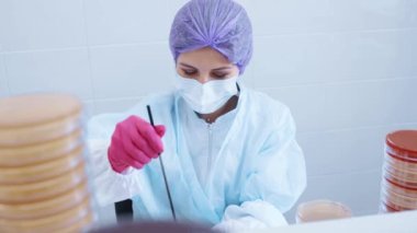 a scientist or worker in a bacteriological laboratory makes tests and analyzes against the background of many petri dishes.