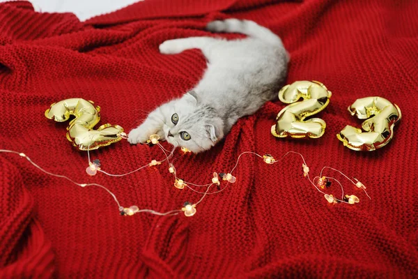 Scottish Fold Kitten Red Background Background Numbers 2023 Christmas Lights — стоковое фото